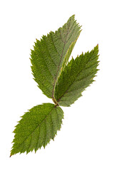 Fototapeta na wymiar blackberry green leaf