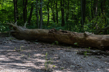 Fallen tree on the road. tree fell in the forest
