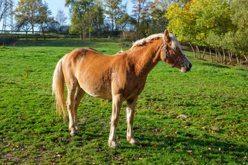 Haflinger Pferd auf der Weide