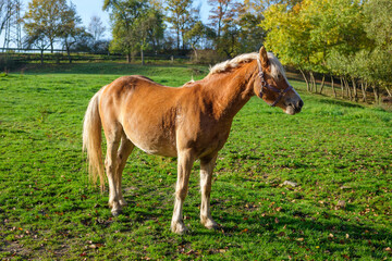 Naklejka na ściany i meble Haflinger Pferd auf der Weide