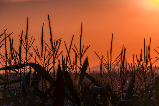 Color corn field with sunset color view of summer sun in Krkonose mountains