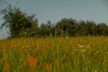 Color dark hot meadow with sunset color view of summer sun