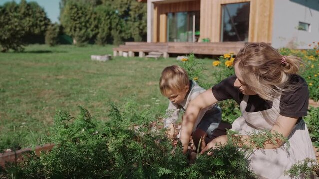 Mother and son spending time at their garden near barm house on a sunny day. Sustainable lifestyle. Woman teaching a boy about plants. Happy family spending time together. High quality 4k footage