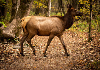Cow Elk Walking on Trail in Forest