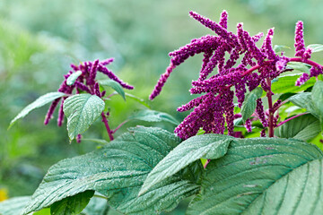 Flowering pink Amaranthus with dew drops. Close-up