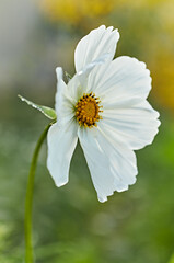 Close-up of a white Cosmos Flower with dew drops - 644612593