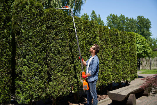 Positive male landscaper cutting top of overgrown thujas with motorized hedge trimmer in park. Side view of smiling bearded man looking up, while making prun of conifers in spring. Concept of topiary.