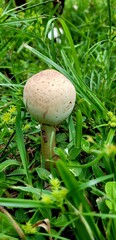 little mushroom