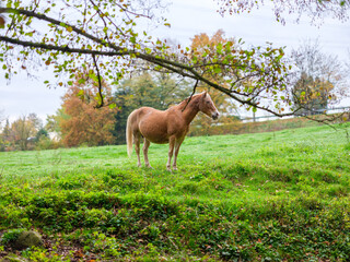 Haflinger Pferd auf der Weide