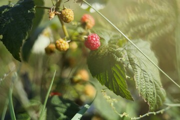 cactus in the desert
