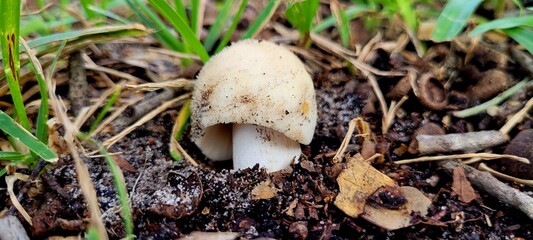 big top mushroom