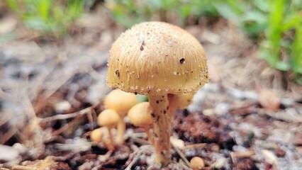 Mushroom