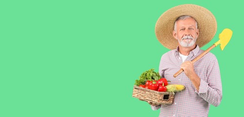 Mature male farmer with wicker basket full of different vegetables and gardening shovel on green background with space for text