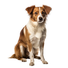 Fototapeta premium Portrait of a friendly dog sitting, on a transparent background