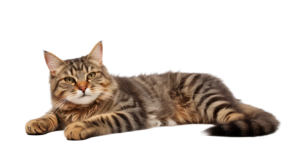 Portrait of a friendly cat, on a transparent background