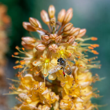 Close-up of Bee Gathering Pollen On Peach Colored Foxtail Lily Flowers