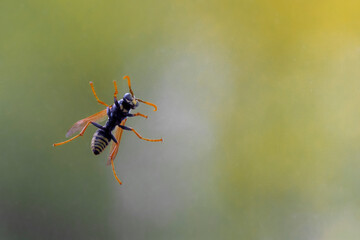Wasp resting on a window pane