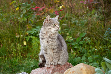 A cute gray cat sits on a large rock among the plants