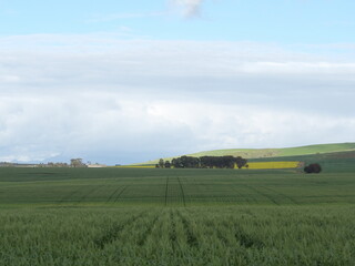Fototapeta na wymiar Field of wheat 