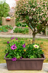 Fototapeta na wymiar Pot with beautiful flowers in garden, closeup