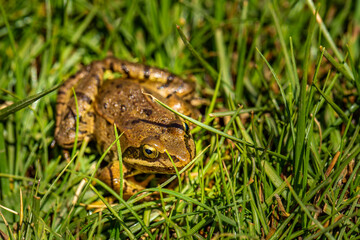 Nice frog in nature, North of Iraq