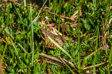 Nice frog in nature, North of Iraq
