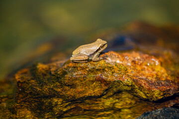 Nice frog in nature, North of Iraq