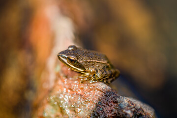 Nice frog in nature, North of Iraq