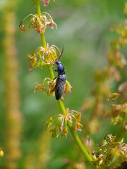 beetle on stem