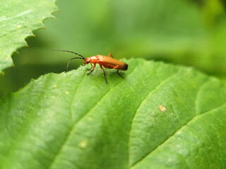bug on a leaf