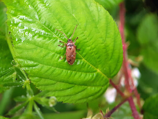 bug on a leaf