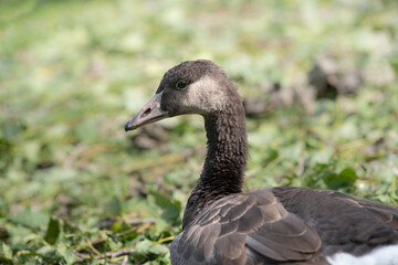 Portrait of a wild greylag goose sitting on a green meadow. The goose looks to the side.