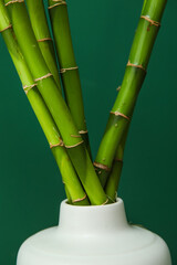 Fototapeta premium Vase with bamboo stems on color background, closeup