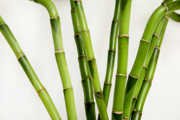 Green bamboo branches on light background, closeup