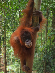 Fototapeta premium Neugieriger Orang Utan am Baumstamm