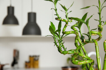 Green bamboo stems in kitchen, closeup