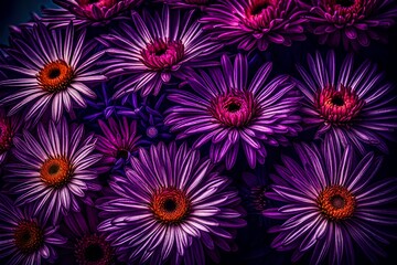 Obraz premium A still-life close-up shot of Aster Flowers. Each petal is a canvas of nature's artistry, painted with vivid hues of purple and pink. - AI Generative