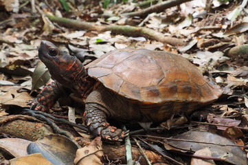 Kleine Landschildkröte