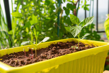 Organic Thai chili plant growing in yellow plastic plater in home garden. Selective focus.