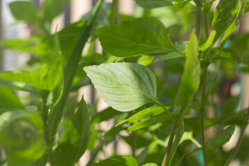 Isolated sweet Thai basil leaf, organic plant. Selective focus, shallow depth of field.