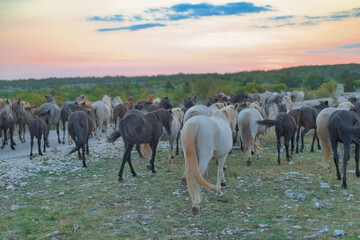 Wild Horses at Dusk on the Mostar Plateau