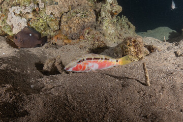 Fish swimming in the Red Sea, colorful fish, Eilat Israel

