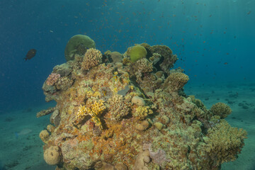 Coral reef and water plants in the Red Sea, Eilat Israel
