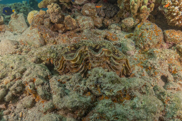 Giant Clam in the Red Sea Colorful and beautiful, Eilat Israel
