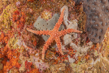 Starfish On the seabed in the Red Sea, Eilat Israel
