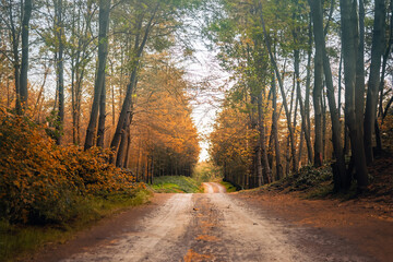hill road in autumn forest