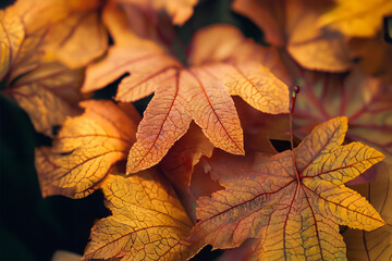 close-up of autumn leaves
