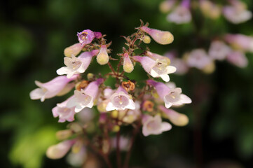 Hairy Beardtongue Flowers (Penstemon Hirsutus), Close-up