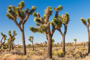 Joshua Trees in Joshua Tree National Park.