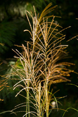 Maiden Hair Grass Close-up of Graceful Seeded Plumes